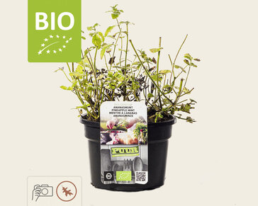 Mentha suaveolens 'Ananas' Puur