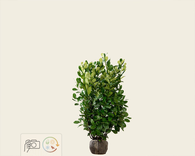 Prunus laurocerasus 'Rotundifolia' - kluit