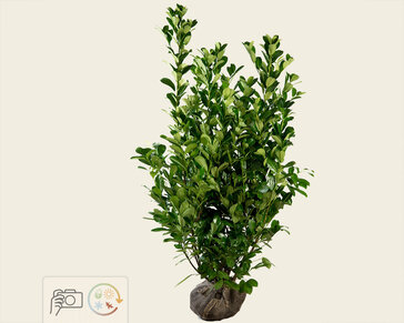 Prunus laurocerasus 'Rotundifolia' - kluit