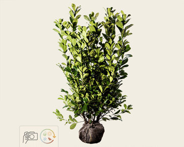 Prunus laurocerasus 'Rotundifolia' - kluit