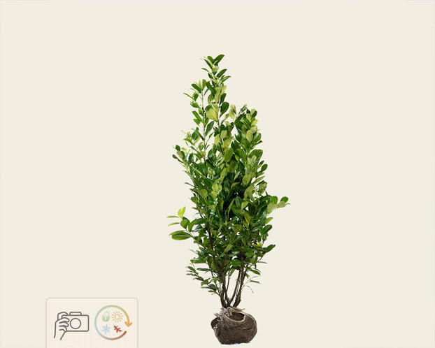 Prunus laurocerasus 'Rotundifolia' - kluit