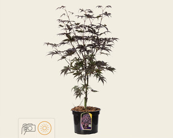 Acer palmatum 'Bloodgood' image