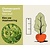 Chamaecyparis lawsoniana 'Ivonne' - kluit