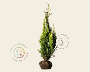 Chamaecyparis lawsoniana 'Ivonne' - kluit