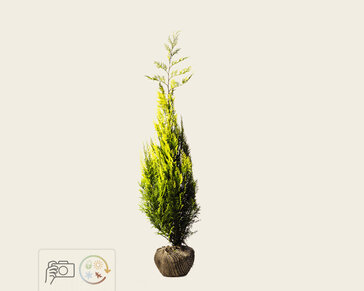Chamaecyparis lawsoniana 'Ivonne' - kluit