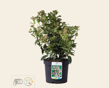 Viburnum tinus image