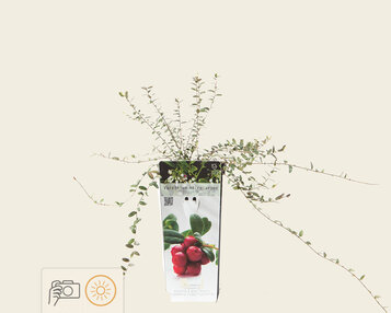 Vaccinium macrocarpon 'Pilgrim' - Cranberry image