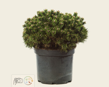 Pinus mugo 'Benjamin' image