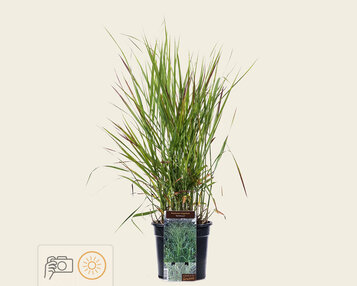 Panicum virgatum 'Rehbraun' image
