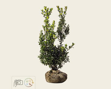 Ilex meserveae 'Heckenpracht' - kluit