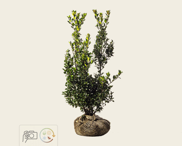 Ilex meserveae 'Heckenpracht' - kluit