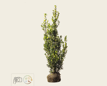Ilex meserveae 'Heckenpracht' - kluit