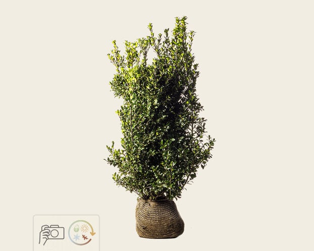 Ilex meserveae 'Heckenpracht' - kluit