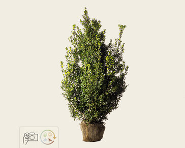 Ilex meserveae 'Heckenpracht' - kluit