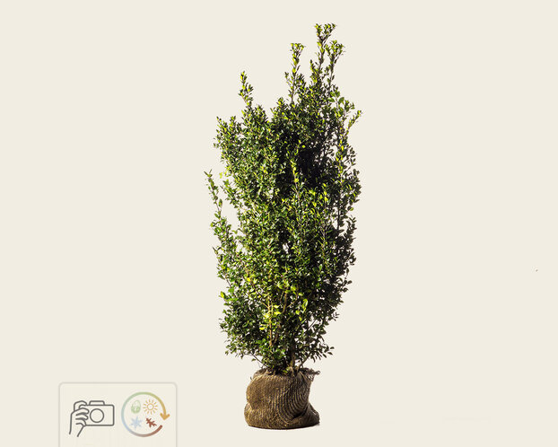 Ilex meserveae 'Heckenpracht' - kluit
