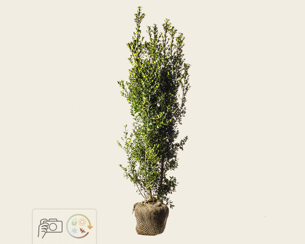 Ilex meserveae 'Heckenpracht' - kluit