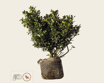 Ilex meserveae 'Blue Angel' - kluit