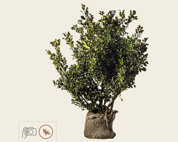 Ilex meserveae 'Blue Angel' - kluit