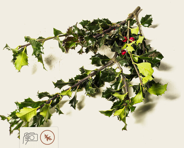 Ilex meserveae 'Blue Angel' - kluit