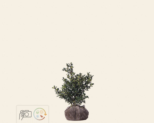 Ilex meserveae 'Blue Angel' - kluit