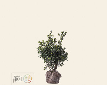 Ilex meserveae 'Blue Angel' - kluit