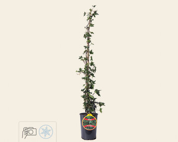 Hedera helix 'Ivalace' image