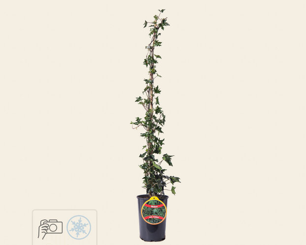 Hedera helix 'Ivalace'