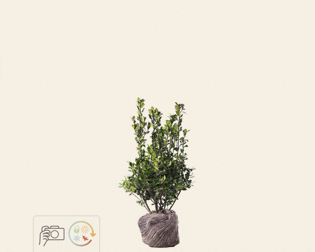 Ilex meserveae 'Blue Prince' - kluit