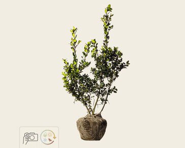 Ilex meserveae 'Blue Prince' - kluit