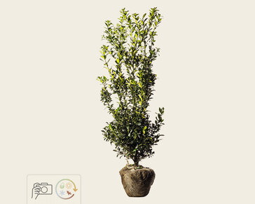 Ilex meserveae 'Blue Prince' - kluit