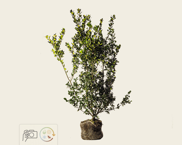 Ilex meserveae 'Blue Prince' - kluit
