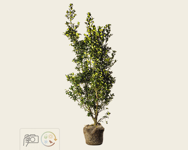 Ilex meserveae 'Blue Prince' - kluit