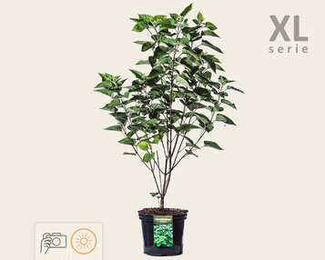 Clerodendrum trichotomum - XL image