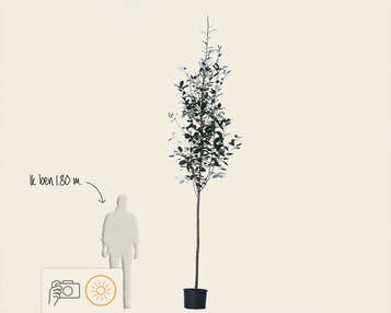 Sorbus thuringiaca 'Fastigiata' image