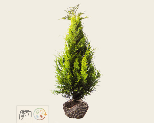 Chamaecyparis lawsoniana 'Stardust' - kluit