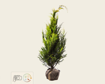 Chamaecyparis lawsoniana 'Stardust' - kluit