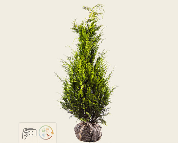 Chamaecyparis lawsoniana 'Stardust' - kluit