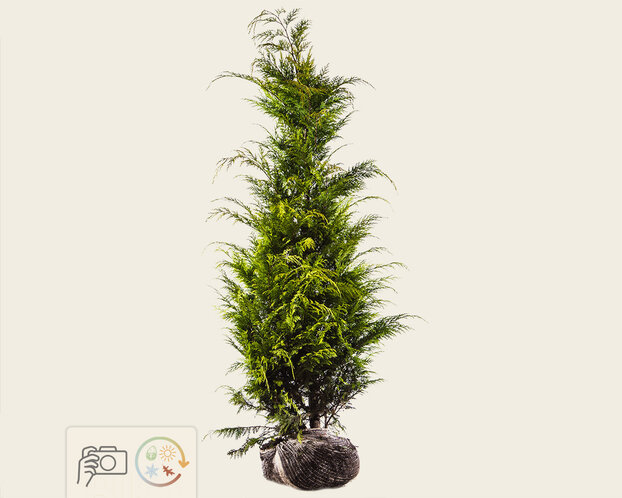 Chamaecyparis lawsoniana 'Stardust' - kluit