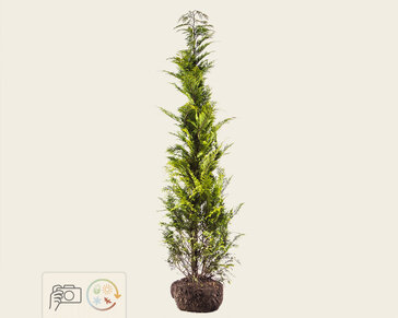 Chamaecyparis lawsoniana 'Stardust' - kluit