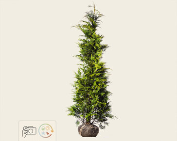 Chamaecyparis lawsoniana 'Stardust' - kluit