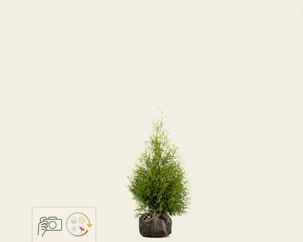 Thuja occidentalis 'Brabant' - kluit