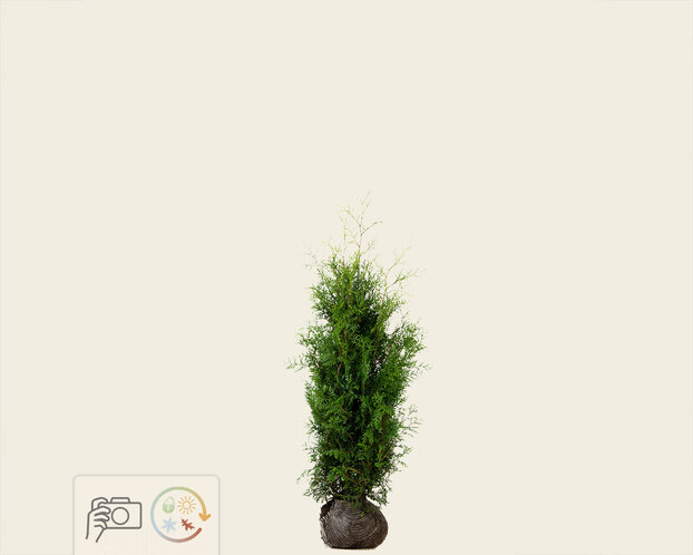 Thuja occidentalis 'Brabant' - kluit