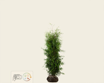 Thuja occidentalis 'Brabant' - kluit