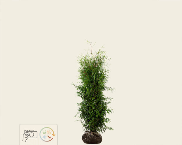Thuja occidentalis 'Brabant' - kluit