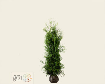 Thuja occidentalis 'Brabant' - kluit