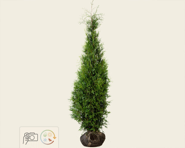 Thuja occidentalis 'Brabant' - kluit