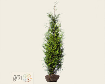 Thuja occidentalis 'Brabant' - kluit
