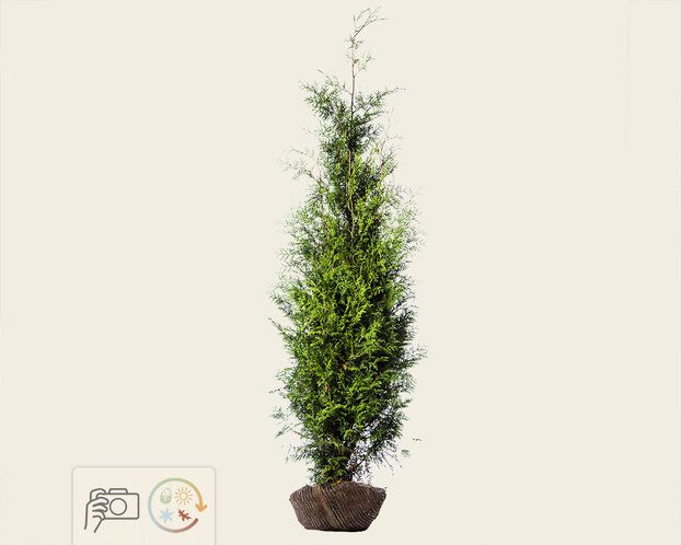 Thuja occidentalis 'Brabant' - kluit