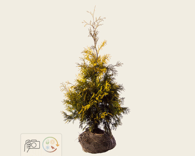 Thuja occidentalis 'Yellow Ribbon' - kluit