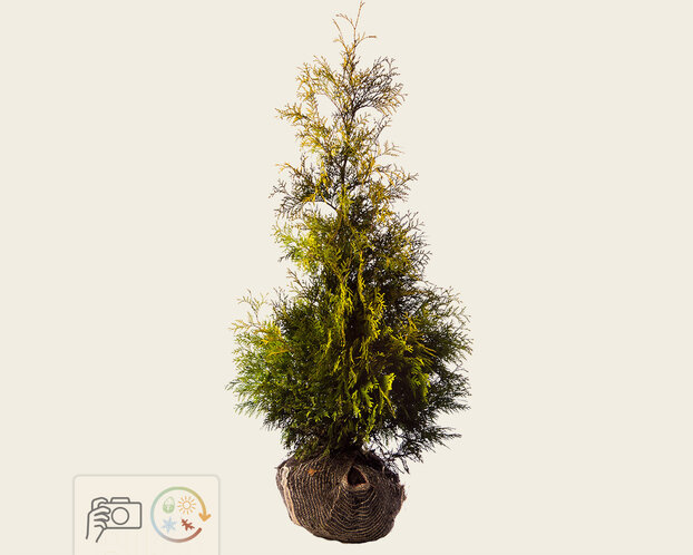 Thuja occidentalis 'Yellow Ribbon' - kluit